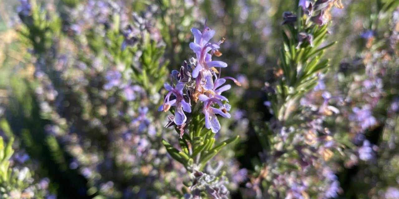 Yapılan 10 yıllık çalışma sonucunda artık Eskişehir'de biberiye üretilebiliyor