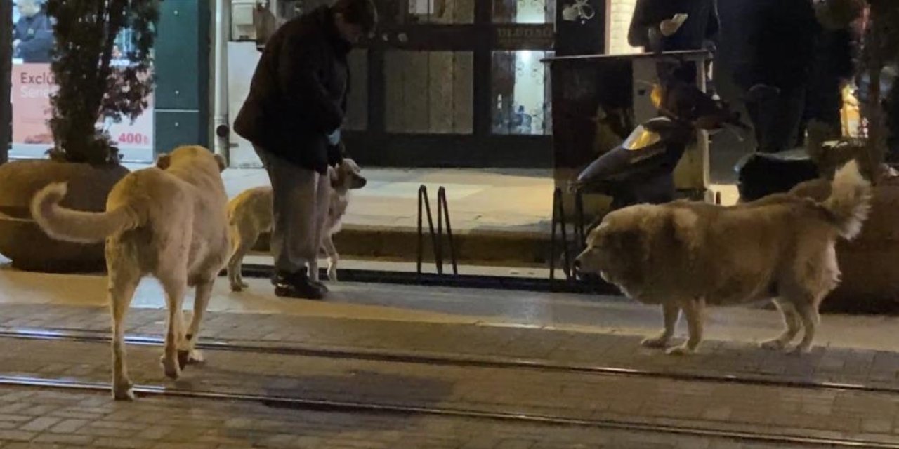 Evcil hayvanıyla yürürken sokak köpeklerinin arasında kaldı