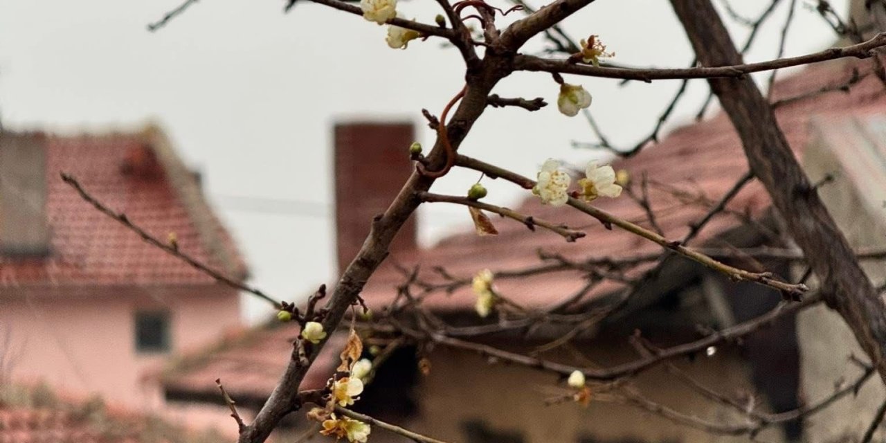 Eskişehir’de soğuk havada çiçek açan ağaç hayrete düşürdü