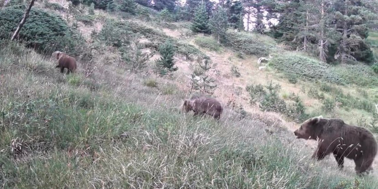 Uzmanlardan ayı çıkabilir uyarısı!