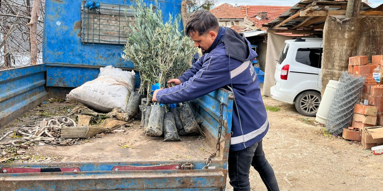 Eskişehir'de üreticilere zeytin fidanları dağıtıldı