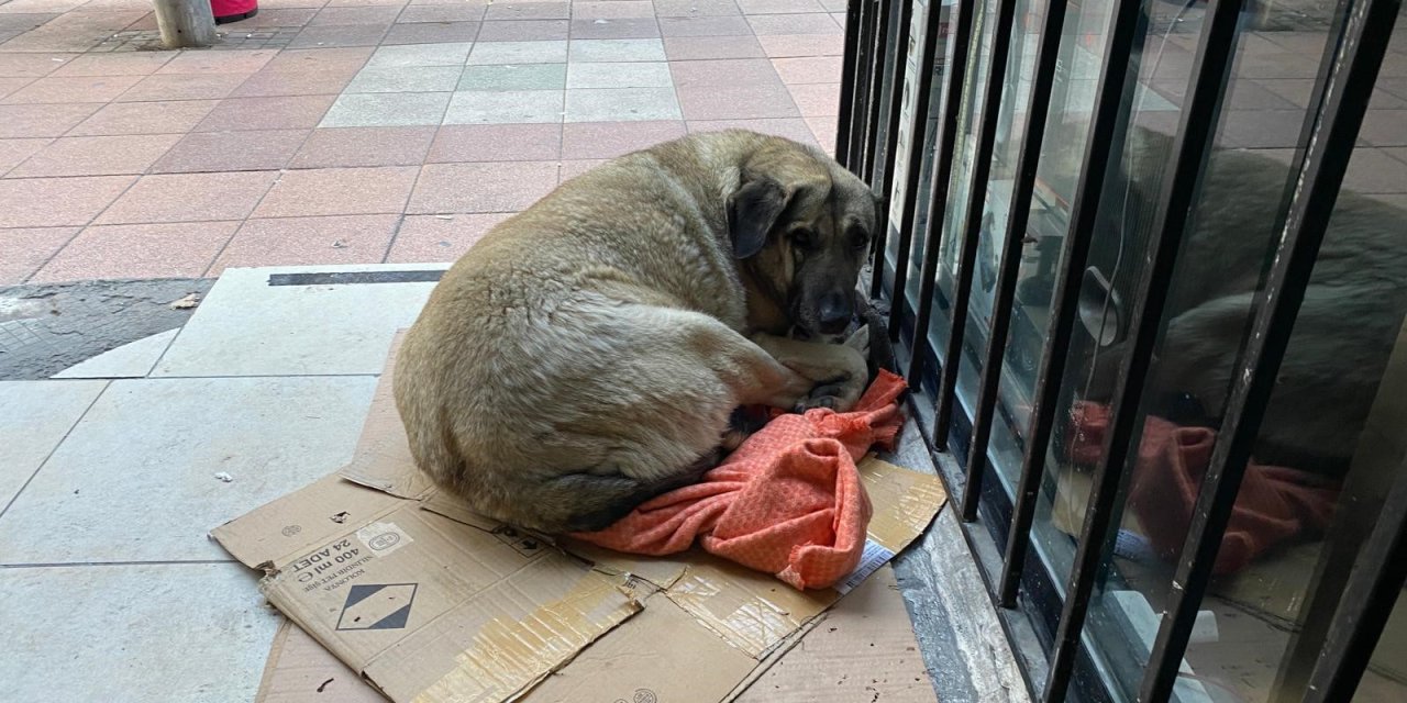 Eskişehir'de soğuk hava sokak hayvanlarının yaşamı zorlaştırdı