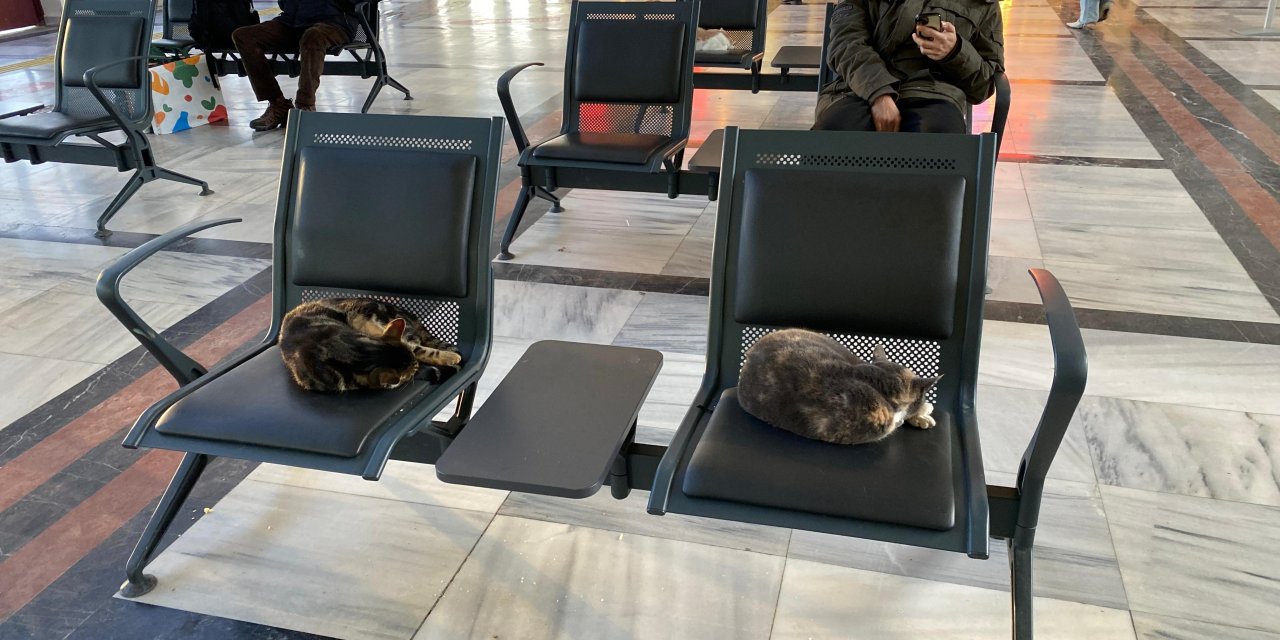 Eskişehir Tren İstasyonu'nun davetsiz ama sevimli misafirleri