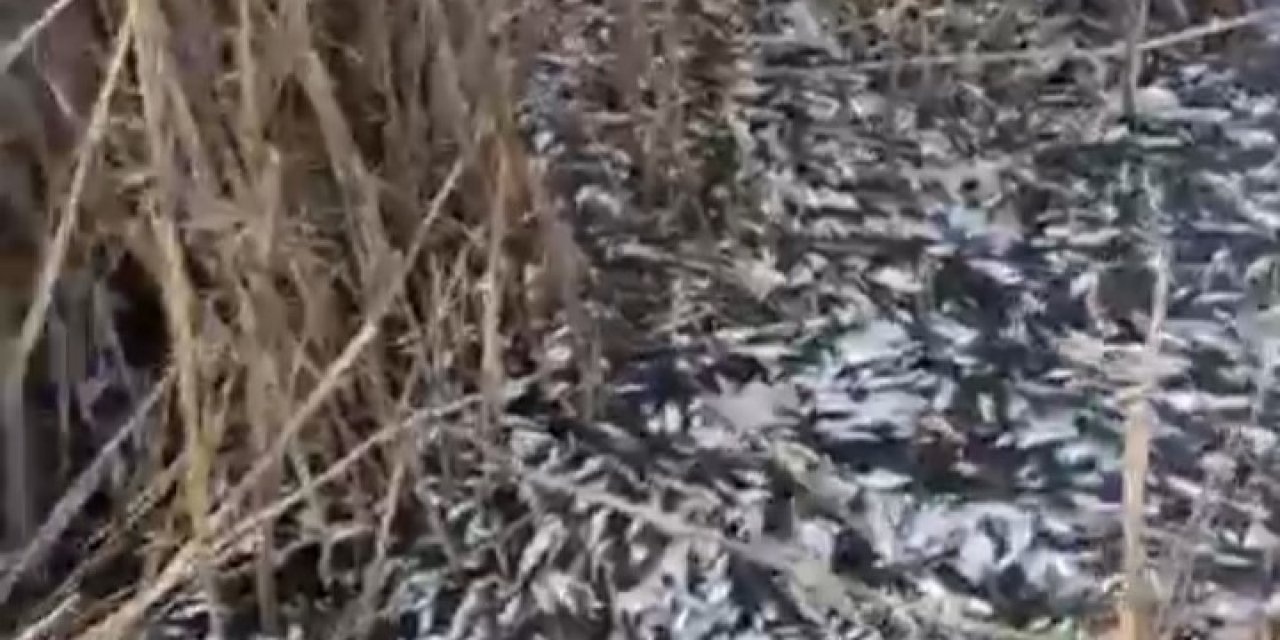 Binlerce balık ölüsü bulundu