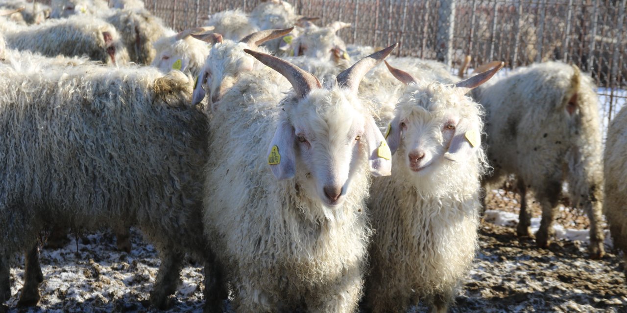 Nesli tehlike altındaki bin 200 Ankara keçisine titizlikle bakılıyor!