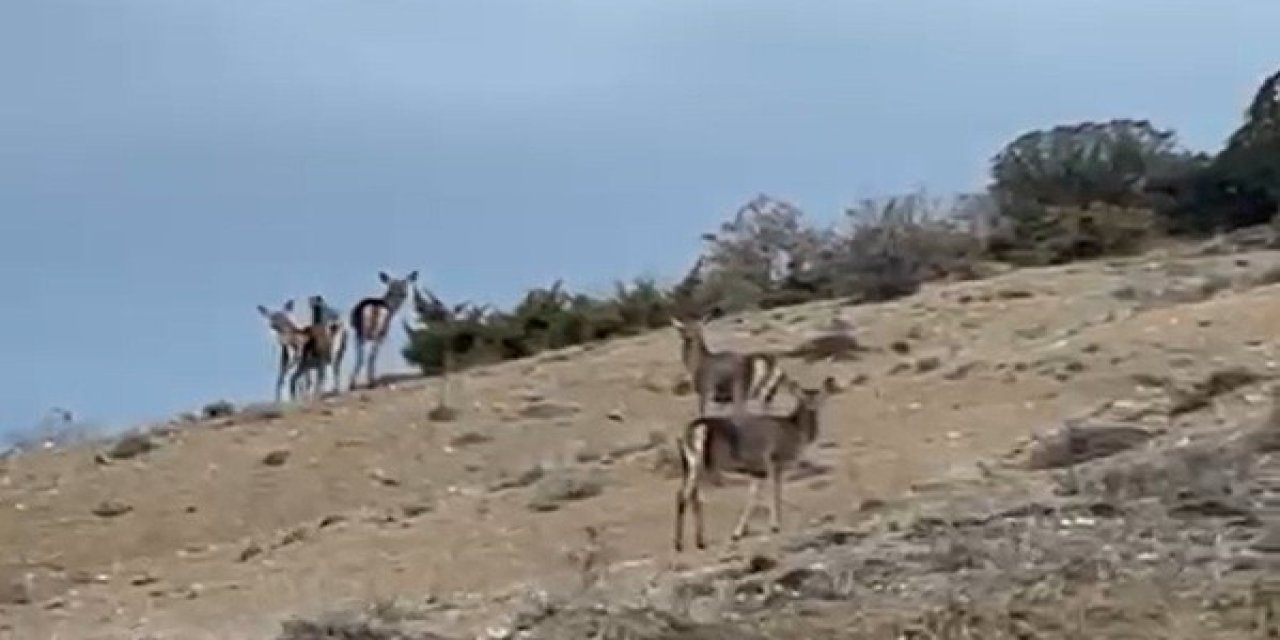 Eskişehir karayolunda 10 geyik görüntülendi