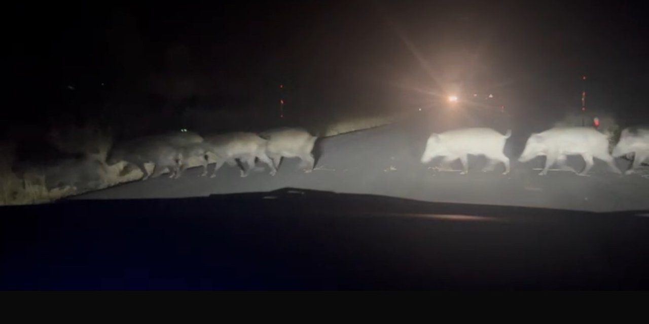 Eskişehir'de domuzu sürüsü böyle görüntülendi!