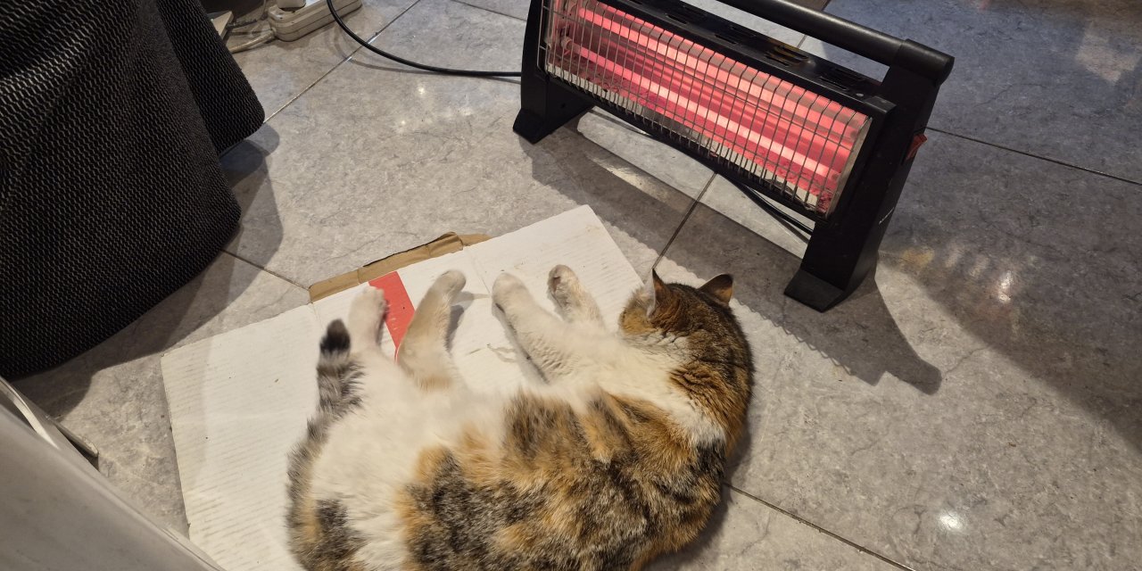 Esnaf kapısını açtı sevimli kedi bakkal dükkanında ısındı