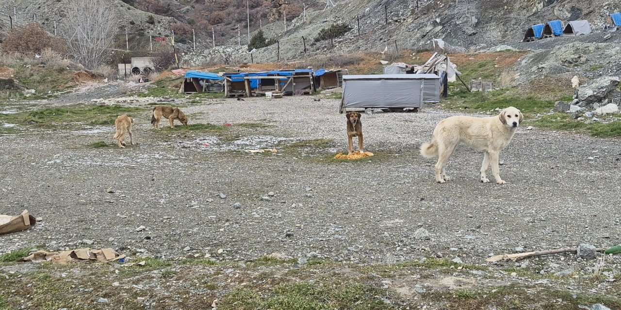 Eskişehir'de sahipsiz köpekler o bölgede hayata tutunuyor