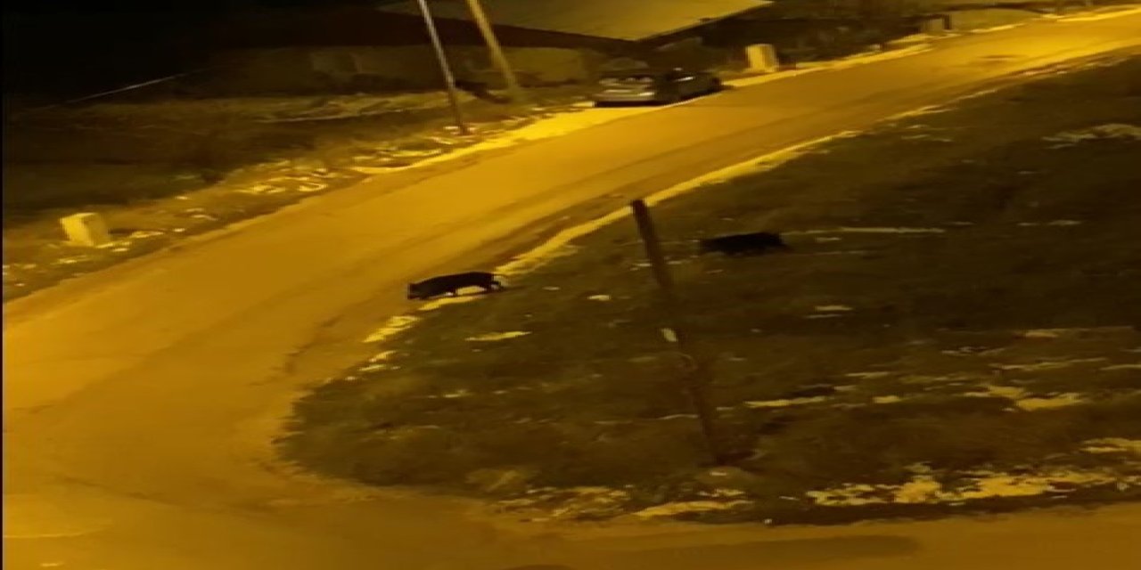 İki domuz şehre indi