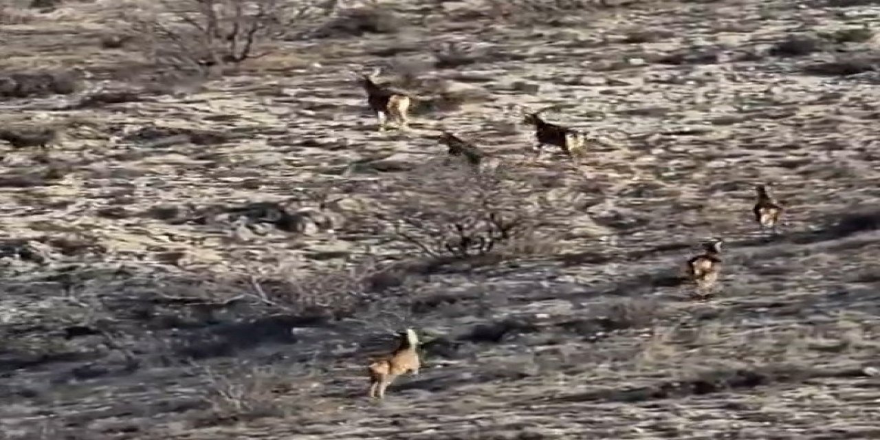 Eskişehir’de 8 geyik böyle görüntülendi