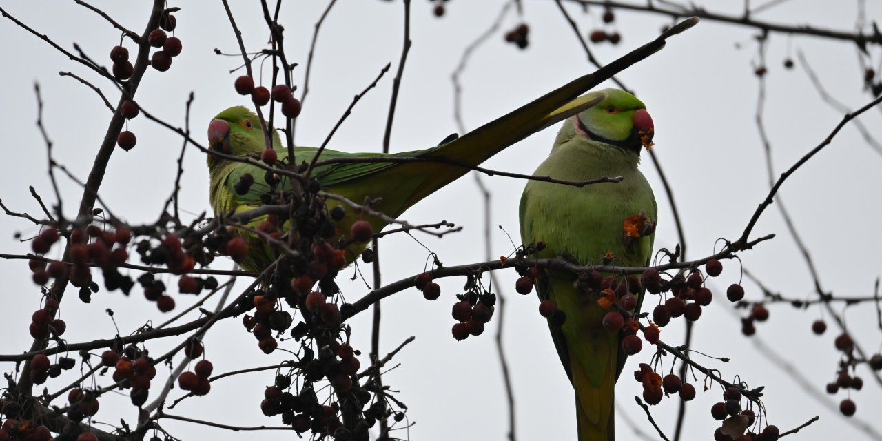 Eskişehir'de papağanlar çevre sakinlerinin ilgisini çekti
