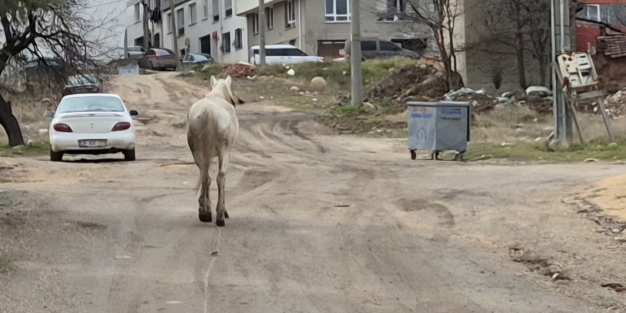 Eskişehir'de başıboş atlar tedirginlik yaratıyor