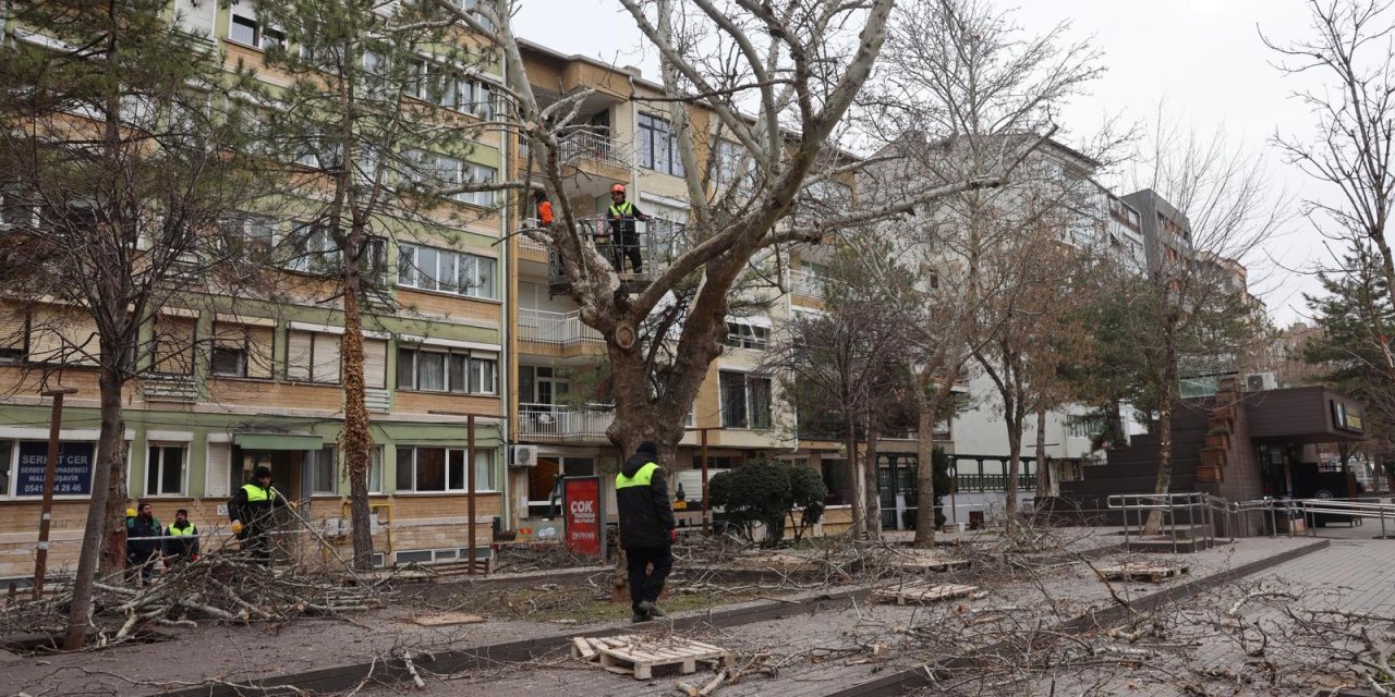 Odunpazarı'nda ağaç budama çalışmaları sürüyor