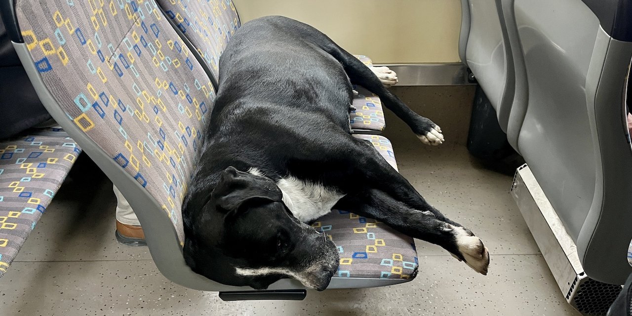 Eskişehir’de tramvayın en rahat yolcusu: Uyuyan köpek gülümsetti