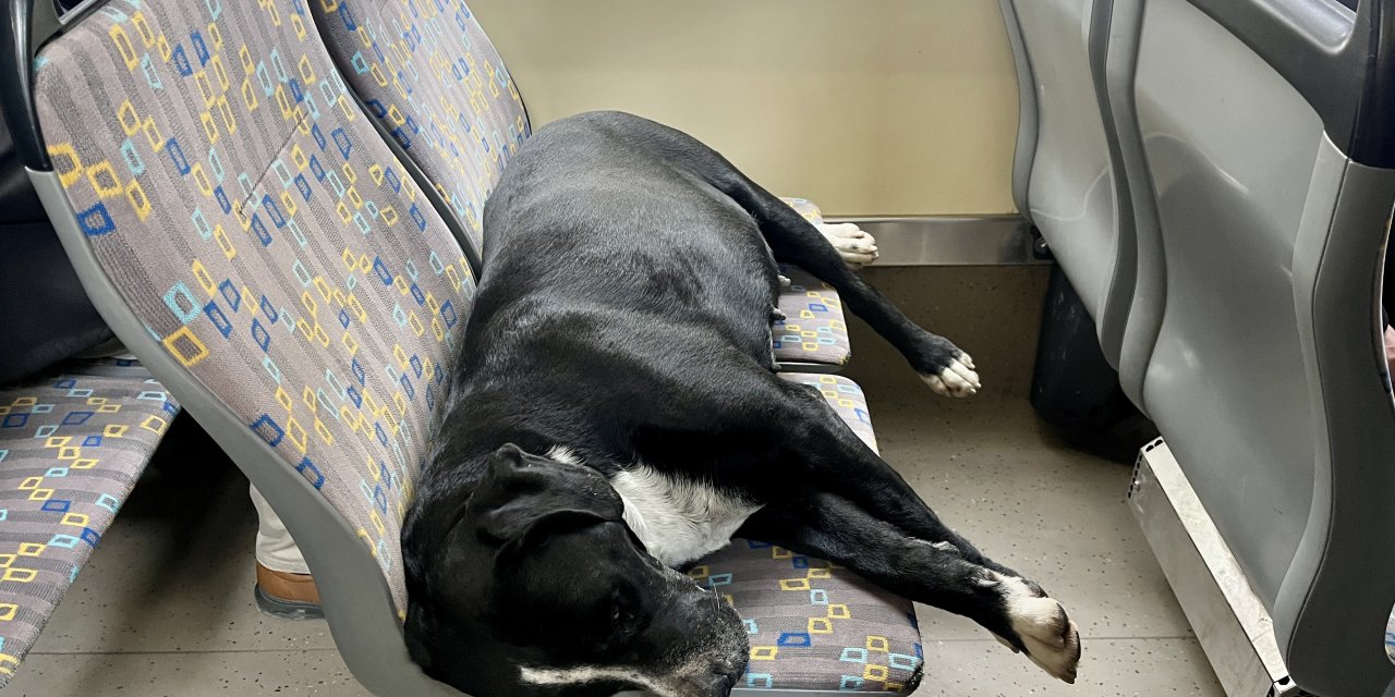 Eskişehir tramvayında koltukta uyuyan köpek gülümsetti