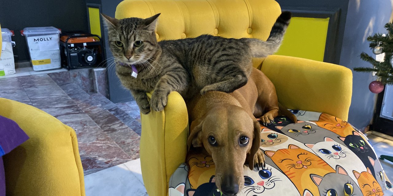 Eskişehir'de kedi ve köpeğin sevimli dostluğu