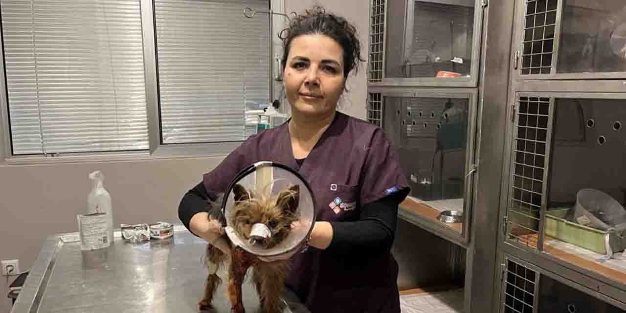 Eskişehir'in göbeğinde Pitbull vahşeti!