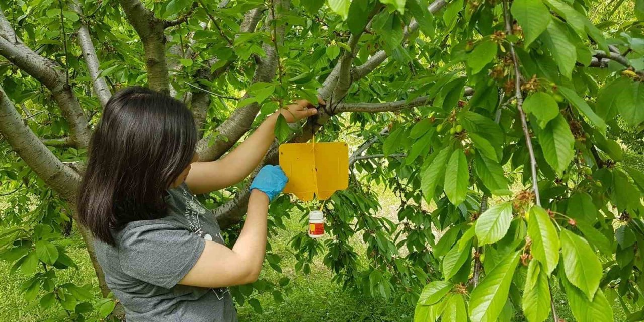 Şaphane’de kiraz sineği zararlısı ile mücadele çalışmaları