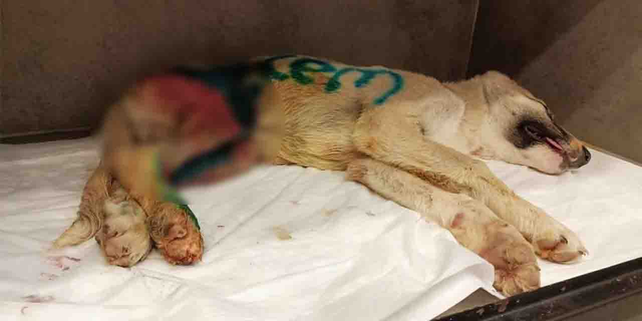 Vicdansız sürücü yavru köpeğe çarpıp kaçtı!