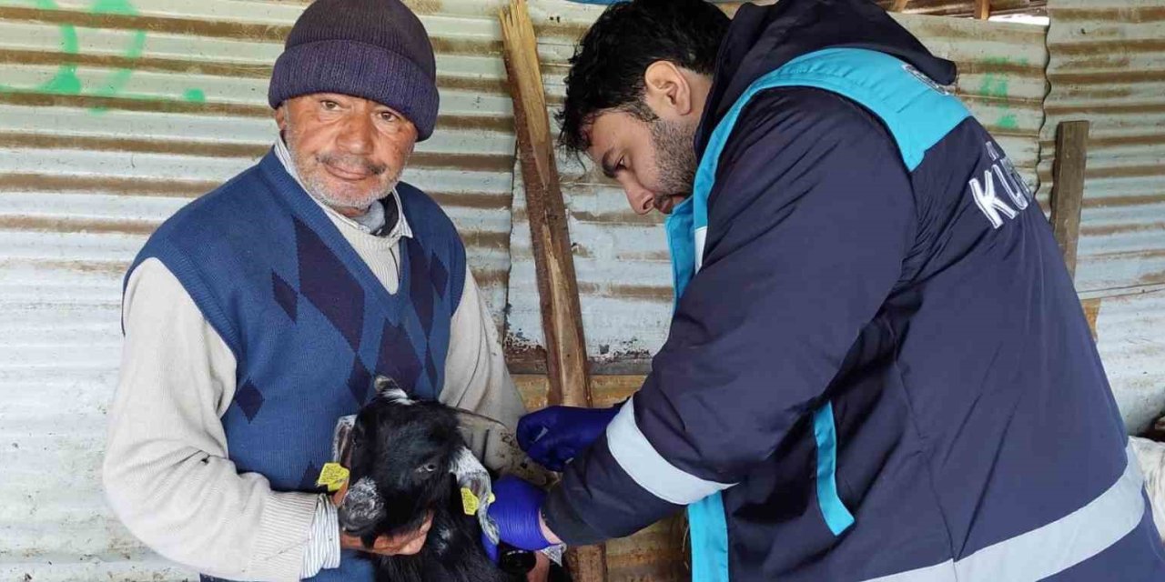 Hisarcık’ta veba aşılaması ve küpeleme çalışması