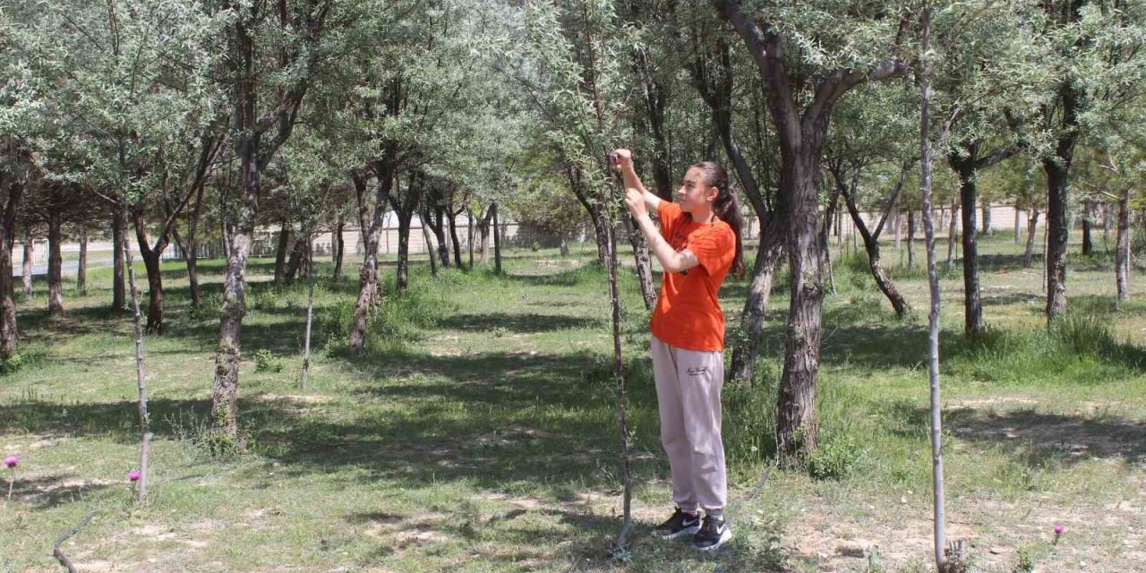 Okul bahçesine dikilen ağaçların bakımını öğrenci ve öğretmenler yapıyor