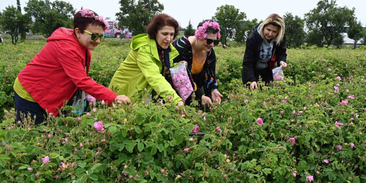 Uluslararası Gül Festivalinde gül toplayıp, gül şehri Isparta’yı tanıdılar