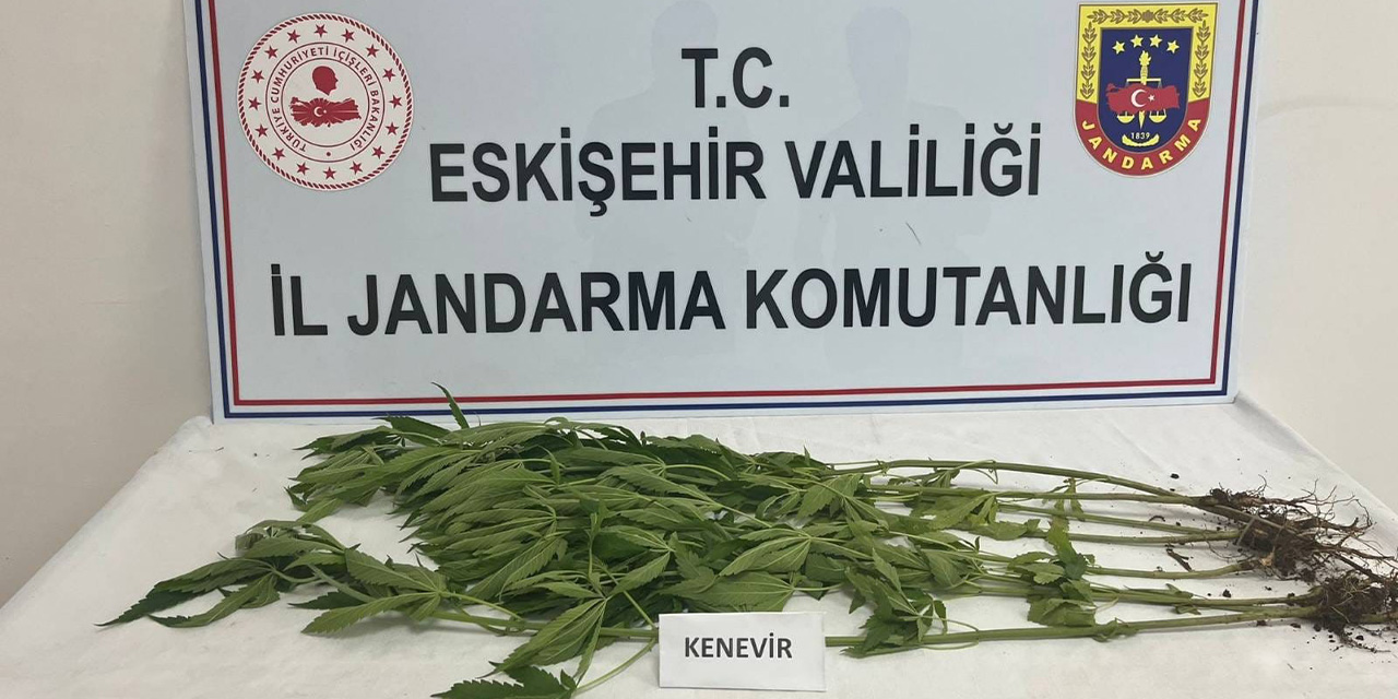 Eskişehir'de başarılı operasyon: 24 kök kenevir bitkisi ele geçirildi