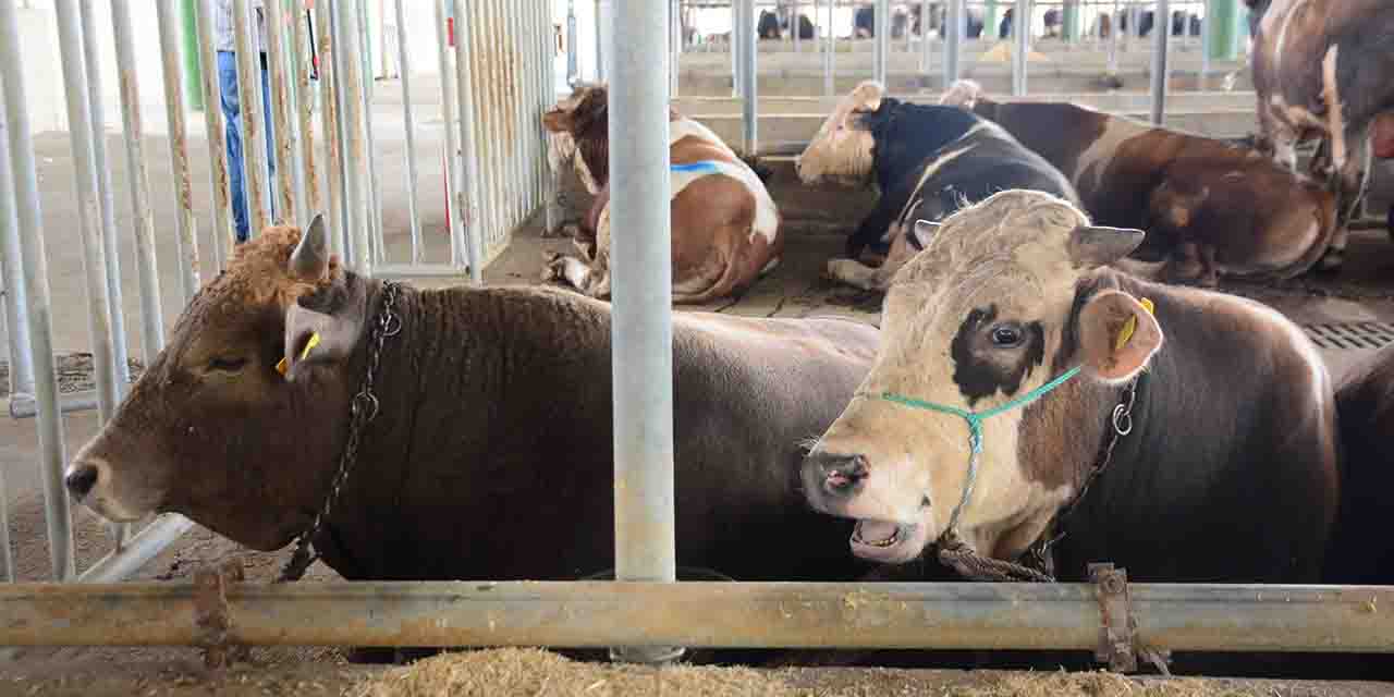 Kurban keseceklere uzmanından uyarı: Bunlara mutlaka dikkat edin!