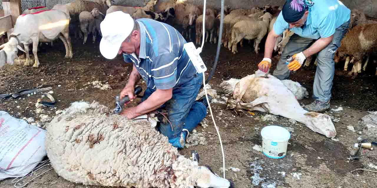 Eskişehir'de koyun kırkımı başladı