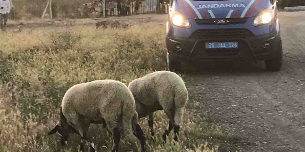 Eskişehir'de kurbanlıklar kaçtı jandarma buldu
