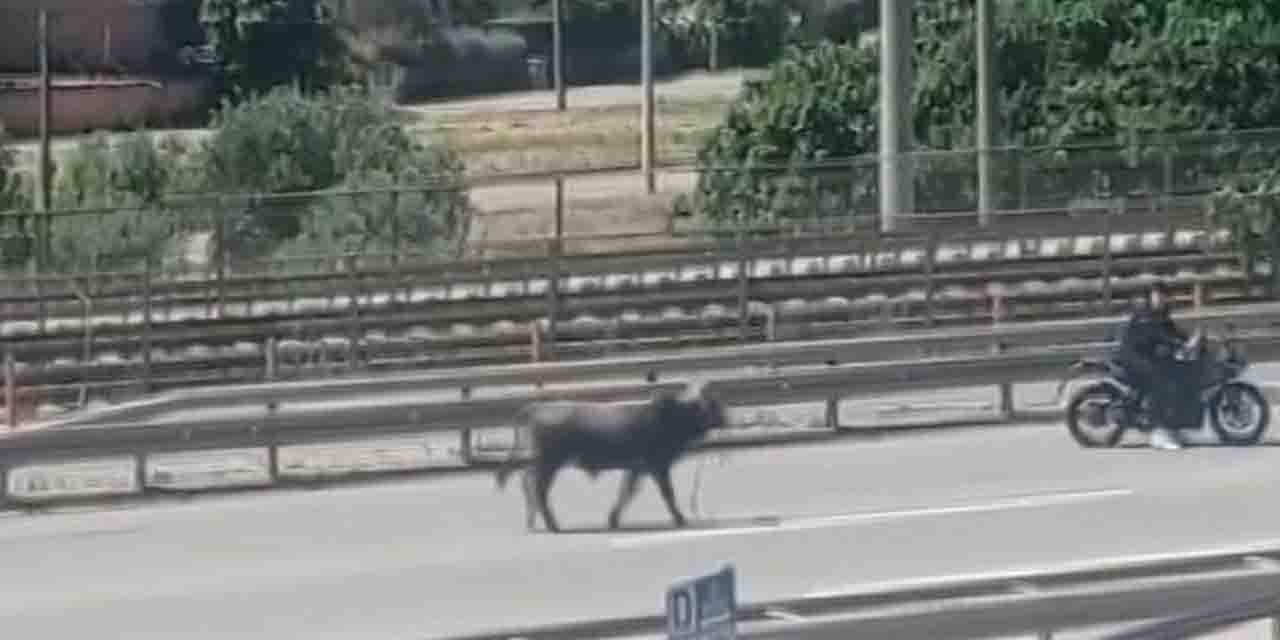 Sahibinin elinden kaçan dana D-100’ü birbirine kattı