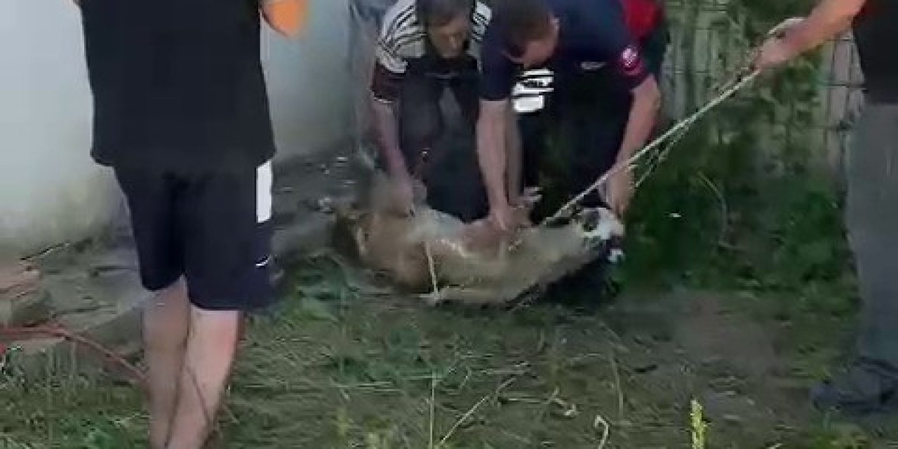 Boşluğa sıkışan koyun kurtarıldı
