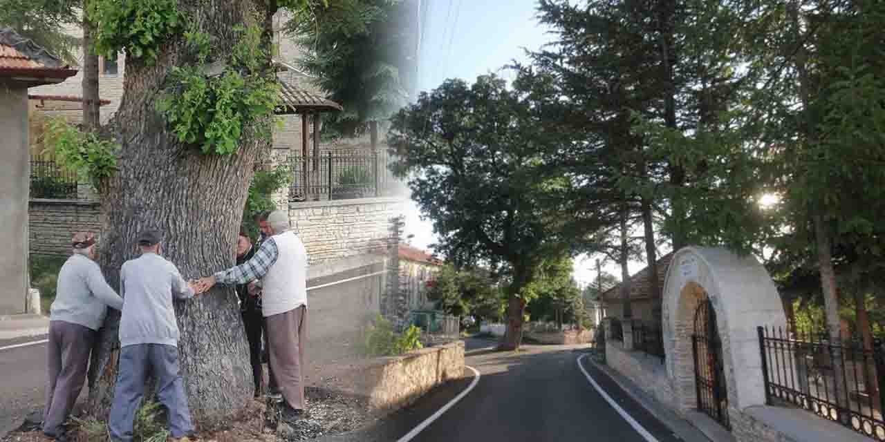 O ilde 2 asırlık meşe ağacı korumaya alınacak