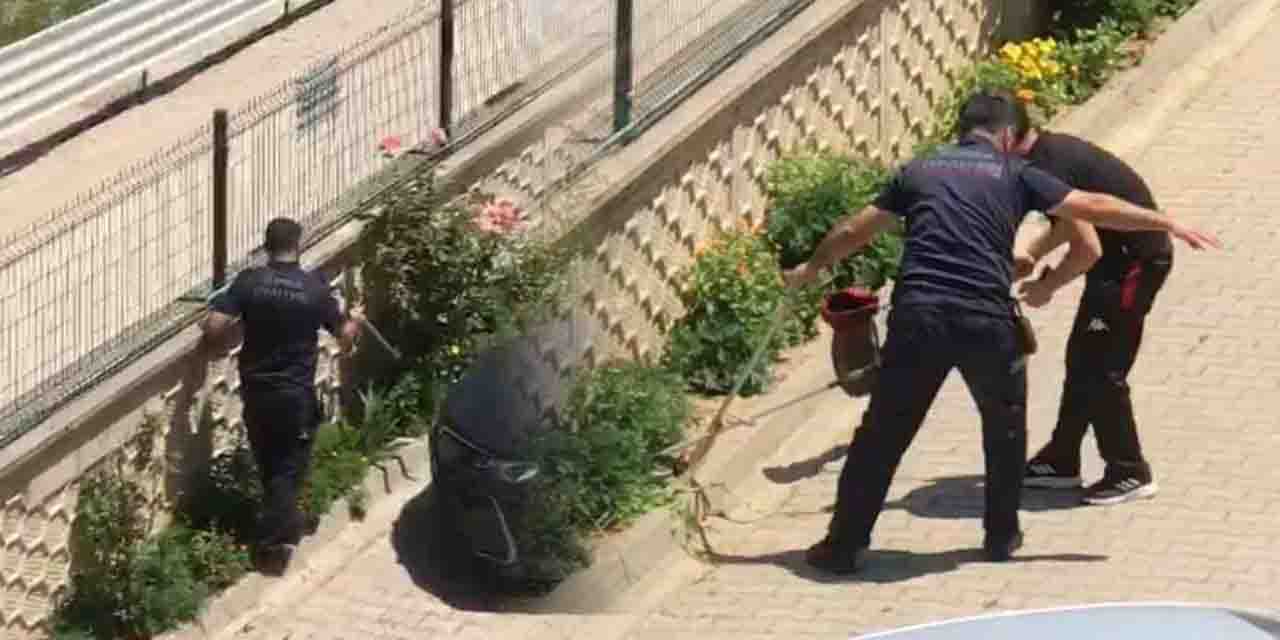 Bursa'da yılan paniği