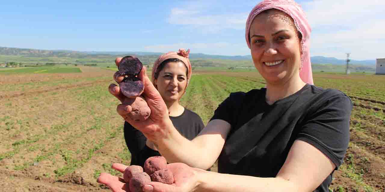 Cambridge mezunu mor patates ekimini Eskişehir'de başlattı