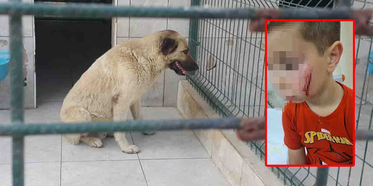 Bursa'da 7 yaşındaki çocuk köpek saldırısından kaçamadı