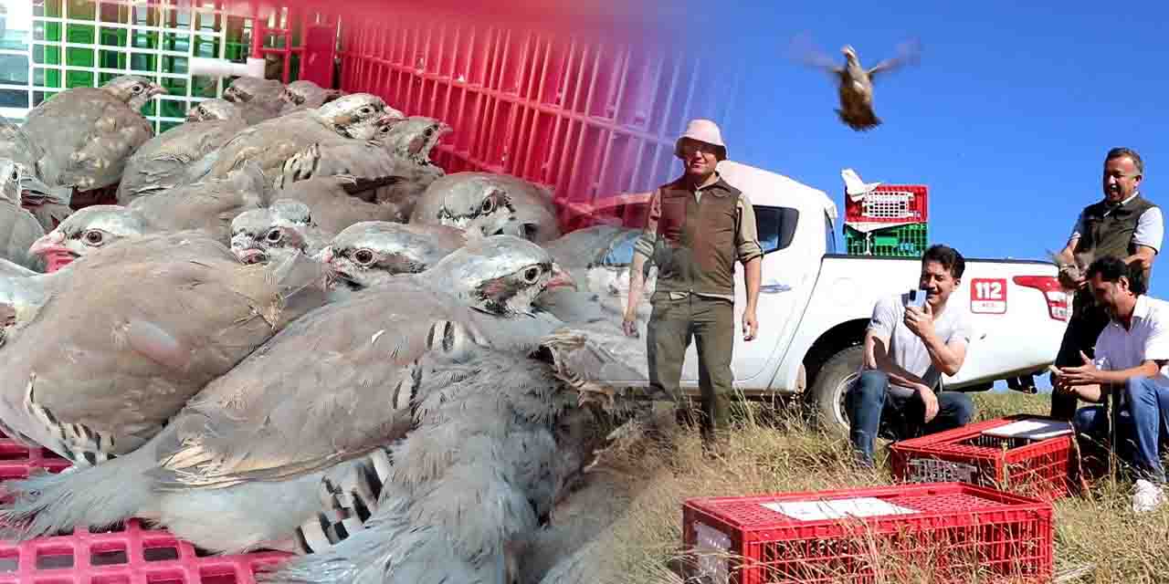 Eskişehir'in ilçelerinde bin adet keklik doğaya salındı