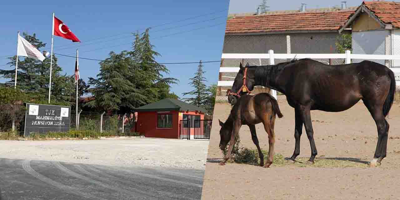 Eskişehir'de milyonlarca lira göz göre göre çöp oluyor