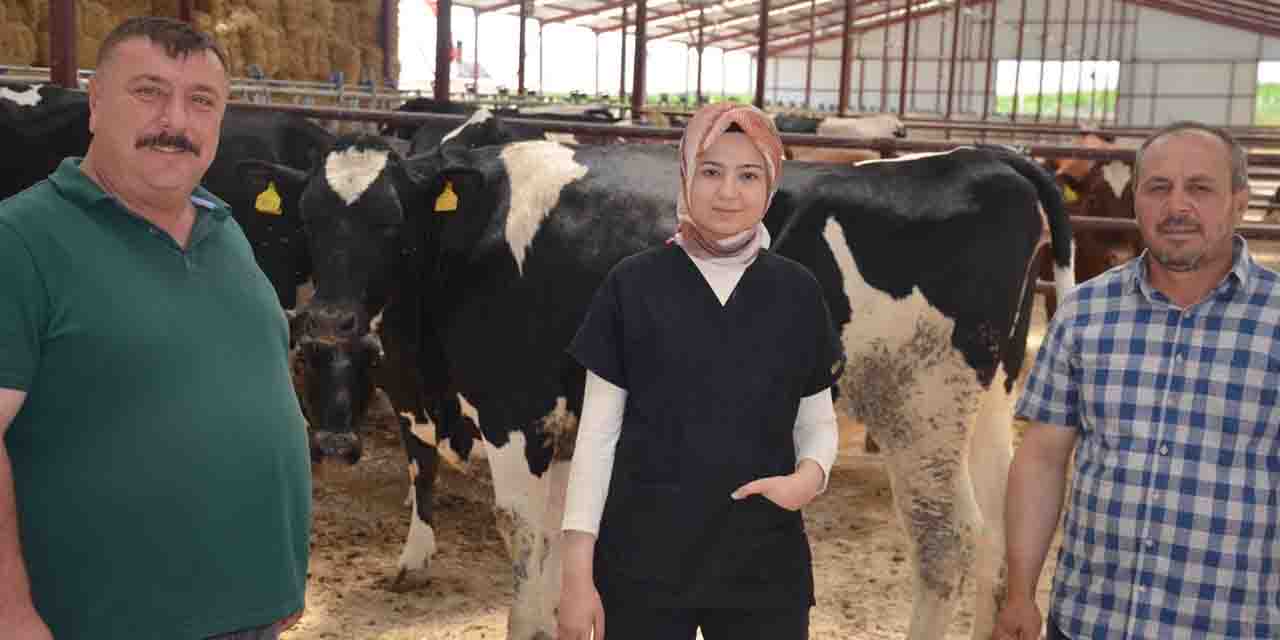 'A kalite' düveler Beylikova Çiftliği'nde