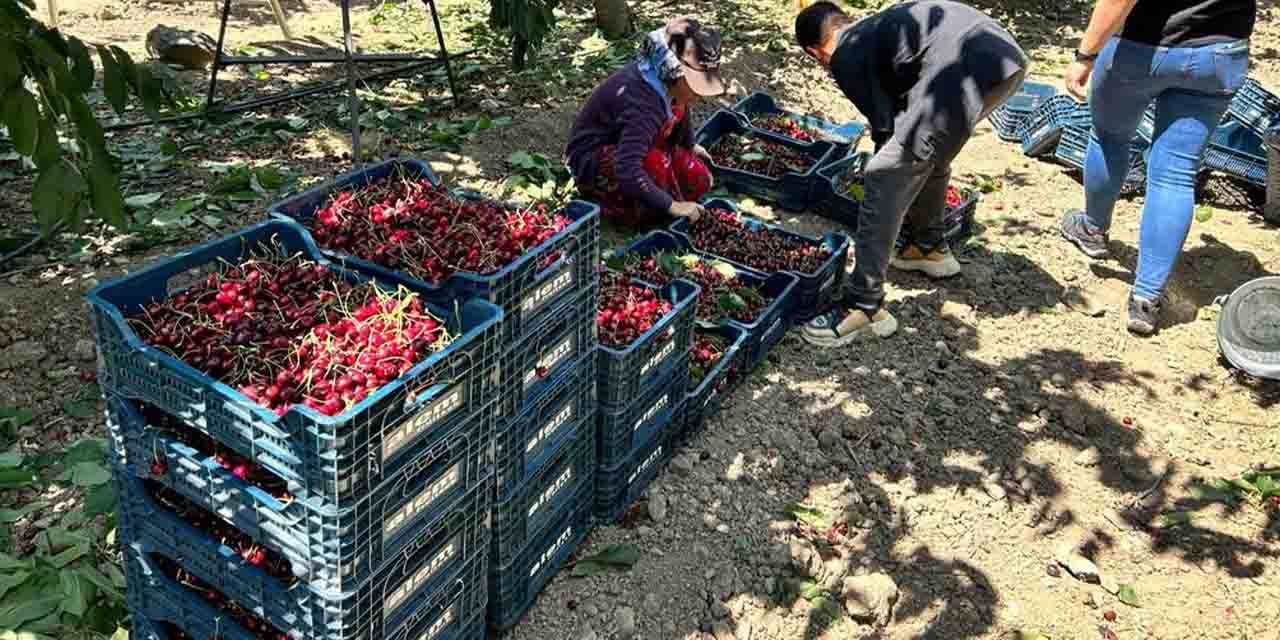 Mihalıççık'ta hasat verimli üretici mutlu