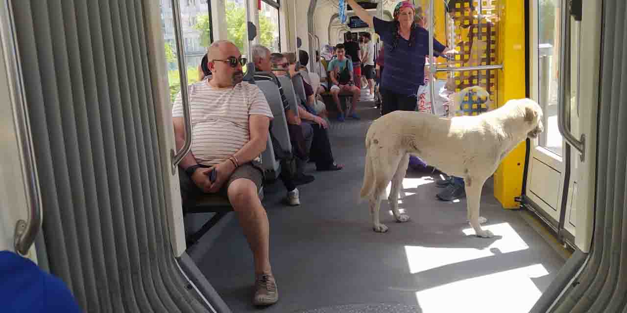 Eskişehir'de sokak köpeği şehri turladı