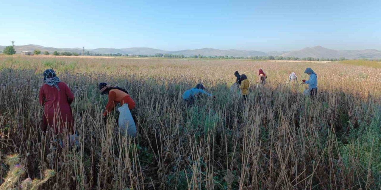 Memleketten uzakta 460 TL yevmiye ile çalışıyorlar