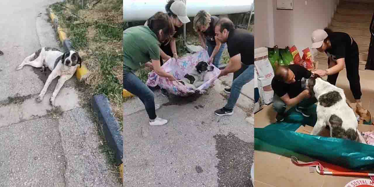 Eskişehir'de felçli köpeğe vatandaşlardan yardım eli