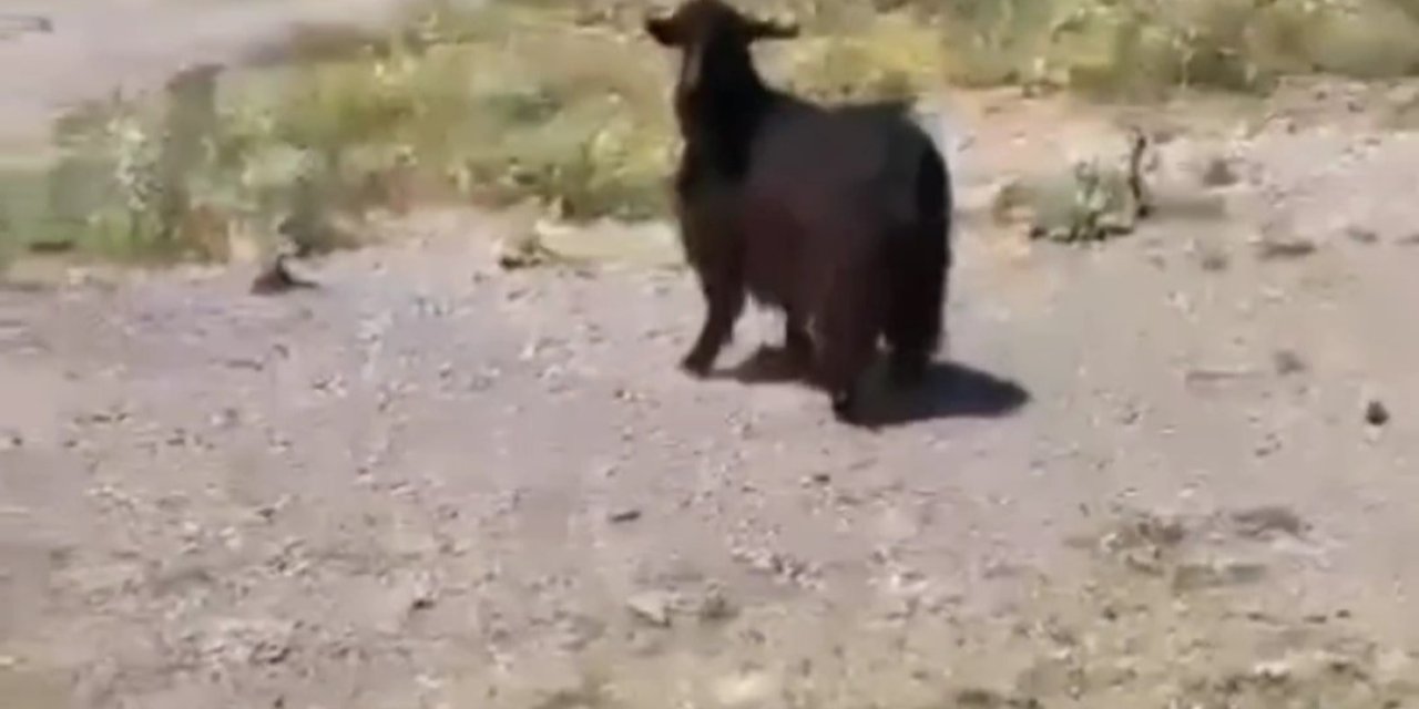Kuyuya düşen keçi kurtarıldı
