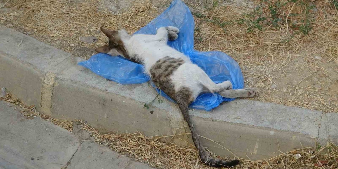 Çöp kutusunda telef olmuş 2 kedi bulundu