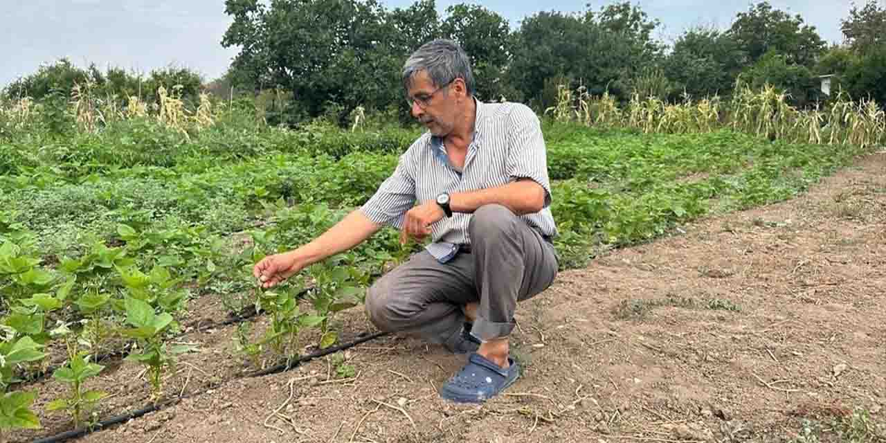Rekor sıcaklığın Sarıcakaya'ya faturası ağır oldu