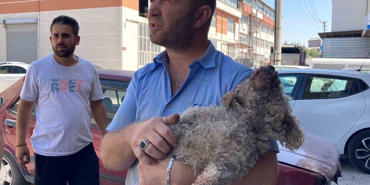 Ankara’da pitbull dehşeti: Evcil hayvanın çenesini kopardı