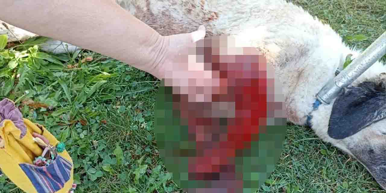 Eskişehir'de vicdansızlar sokak köpeğini tüfekle vurdu