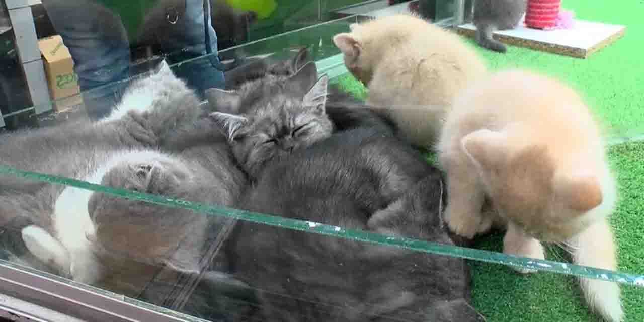 Eskişehir'de merdiven altı petshop tehlikesi